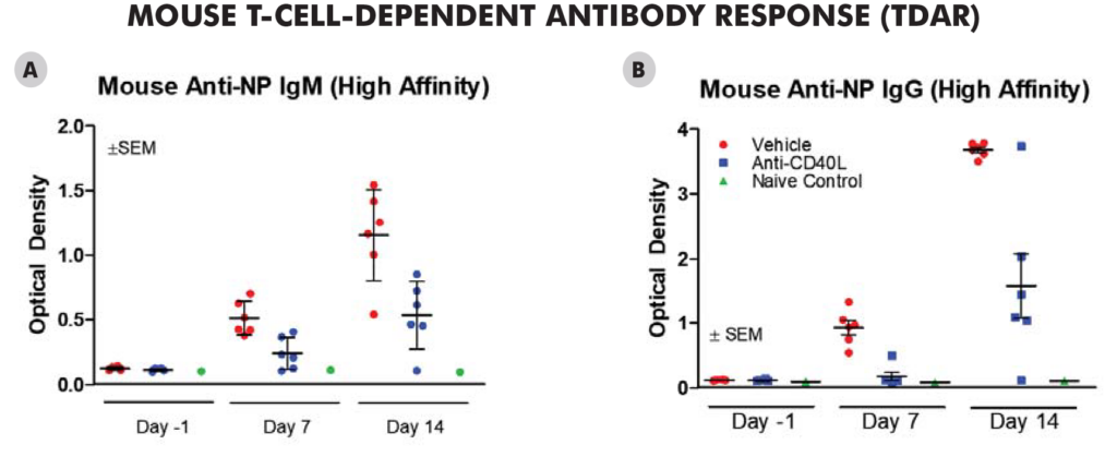 Mouse T-Cell-Dependent Antibody Response