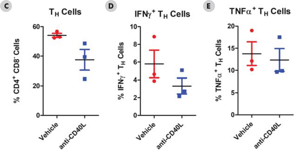 NHP T-Cell-Dependent Antibody Response - 2