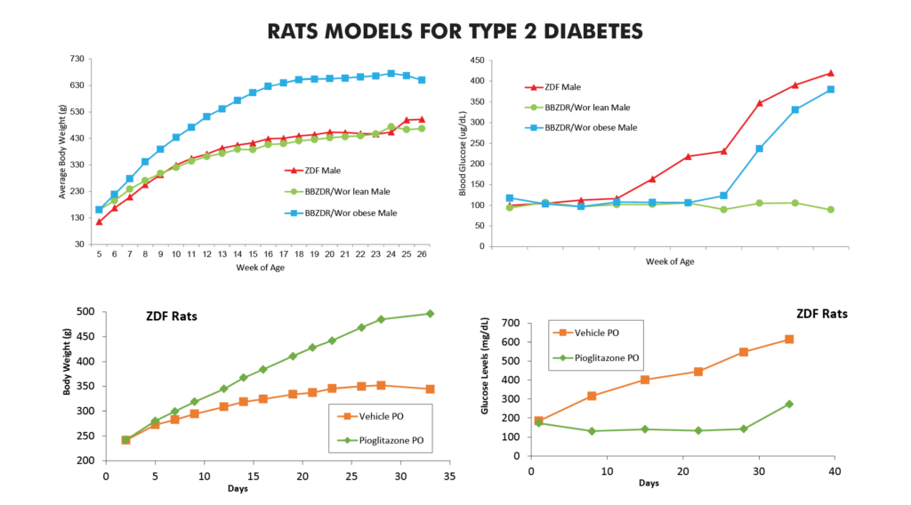 Rats Model for Type 2 Diabetes