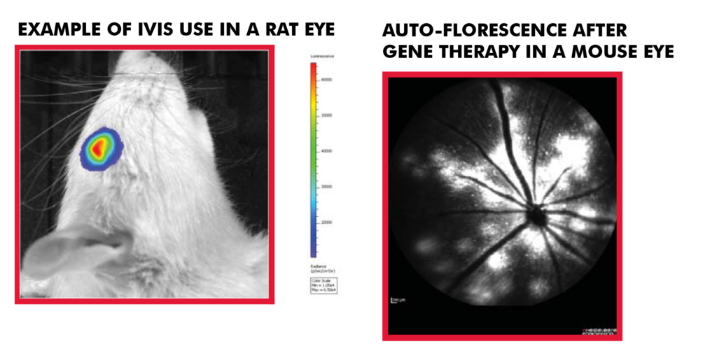 Example of IVIS Use in a Rat Eye, Auto Florescene After Gene Therapy in a Mouse Eye