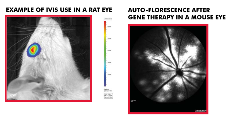 Example of IVIS Use in a Rat Eye, Auto Florescene After Gene Therapy in a Mouse Eye