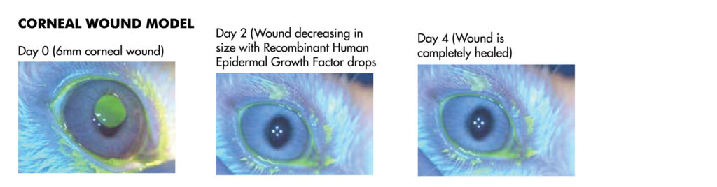 Corneal Wound Model