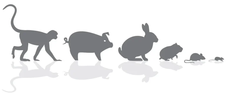Illustration of 3 large animal models – primates, pig and rabbits that are used in preclinical testing.